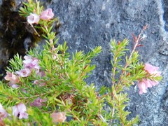 Erica leucantha