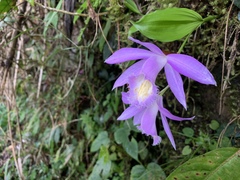 Pleione formosana