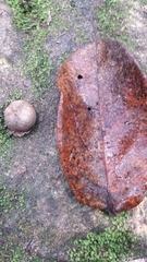 Cryptocarya