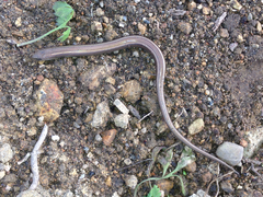 Chalcides chalcides