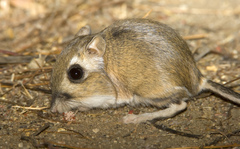 Stephens's Kangaroo Rat photo 4