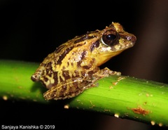 Pseudophilautus nemus