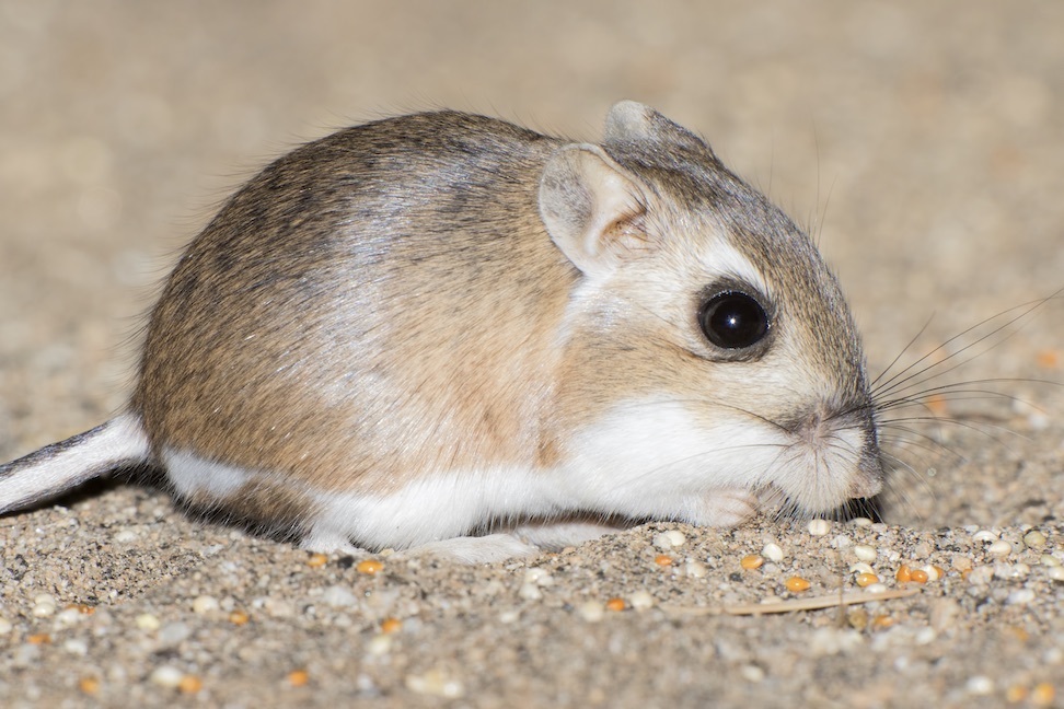 Dulzura Kangaroo Rat