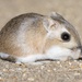 Dulzura Kangaroo Rat - Photo (c) markc666, some rights reserved (CC BY-NC)