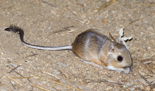 Dulzura Kangaroo Rat