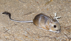 Dulzura Kangaroo Rat photo 5