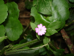 Hydrocotyle vulgaris