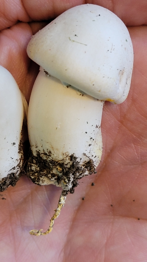 field and button mushrooms from Reno, NV 89509, USA on August 30, 2023 at 1149 AM by Paul