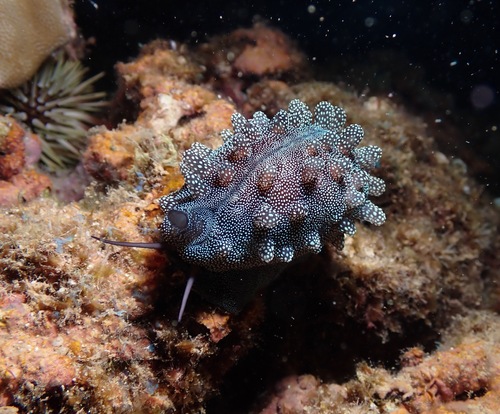 Cypraea talpa observed 2023-08-22