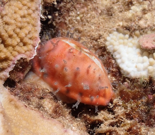 Talostolida pellucens, 2023-08-22