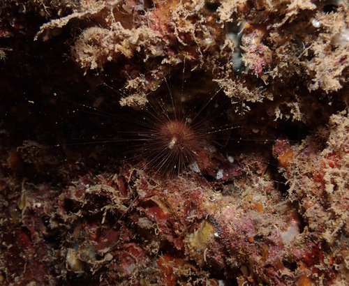Lissodiadema purpureum, 2023-08-22