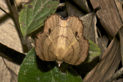 Hyperythra