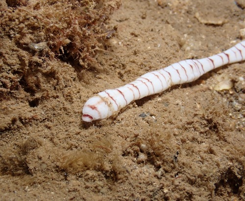Baseodiscus cingulatus observed 2023-08-22
