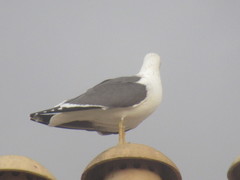Larus fuscus