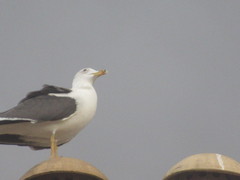 Larus fuscus