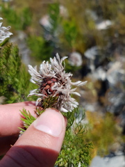 Serruria pedunculata