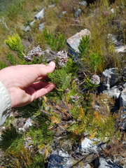 Serruria pedunculata