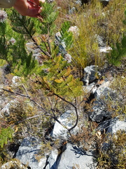 Serruria pedunculata