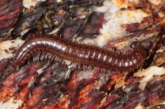 Cleidogona