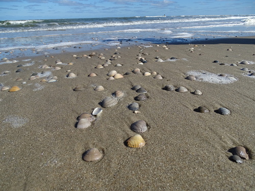 Common Cockle, Texel, Noord-Holland, Netherlands, photo 6 of 10