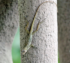 Anolis polylepis