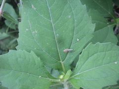 Graphocephala aurolineata