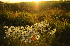 Tripleurospermum subpolare