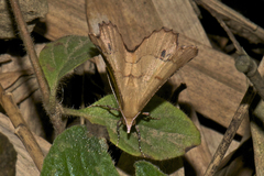 Hyperythra
