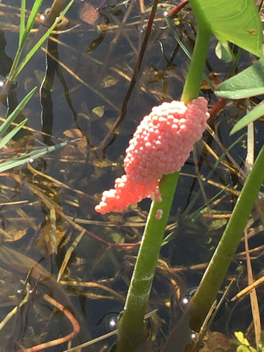 Pomacea maculata