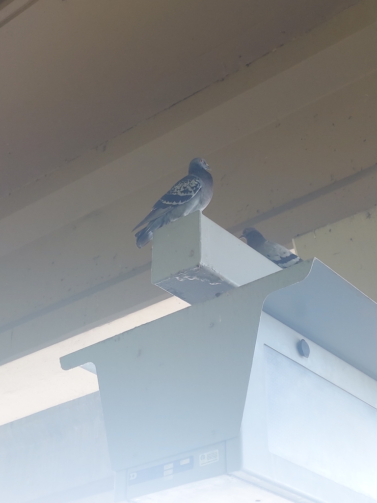 Rock Pigeon from Forest Lane Station, Dallas, TX 75243, USA on August 30, 2023 at 0237 PM by