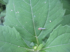 Graphocephala aurolineata