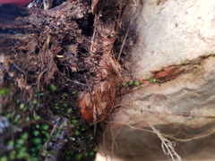 Gladiolus cardinalis