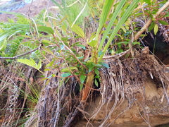 Gladiolus cardinalis