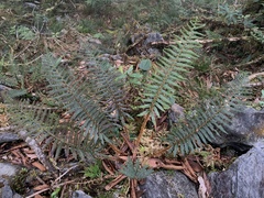 Polystichum parvipinnulum