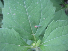 Graphocephala aurolineata