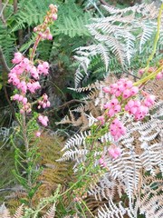 Erica lateralis