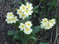 Primula cordifolia