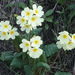 Primula cordifolia - Photo (c) ramazan_murtazaliev, osa oikeuksista pidätetään (CC BY-NC), lähettänyt ramazan_murtazaliev