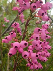 Erica lateralis