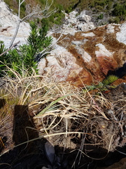 Gladiolus cardinalis
