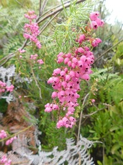 Erica lateralis