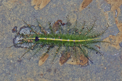Adoliadini
