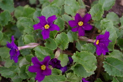 Primula juliae