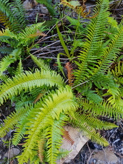Blechnum attenuatum