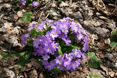 Primula vulgaris rubra