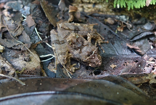 Gephyromantis ceratophrys