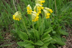 Primula veris macrocalyx