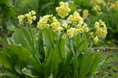 Primula luteola