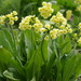 Primula luteola - Photo (c) ramazan_murtazaliev, some rights reserved (CC BY-NC), uploaded by ramazan_murtazaliev