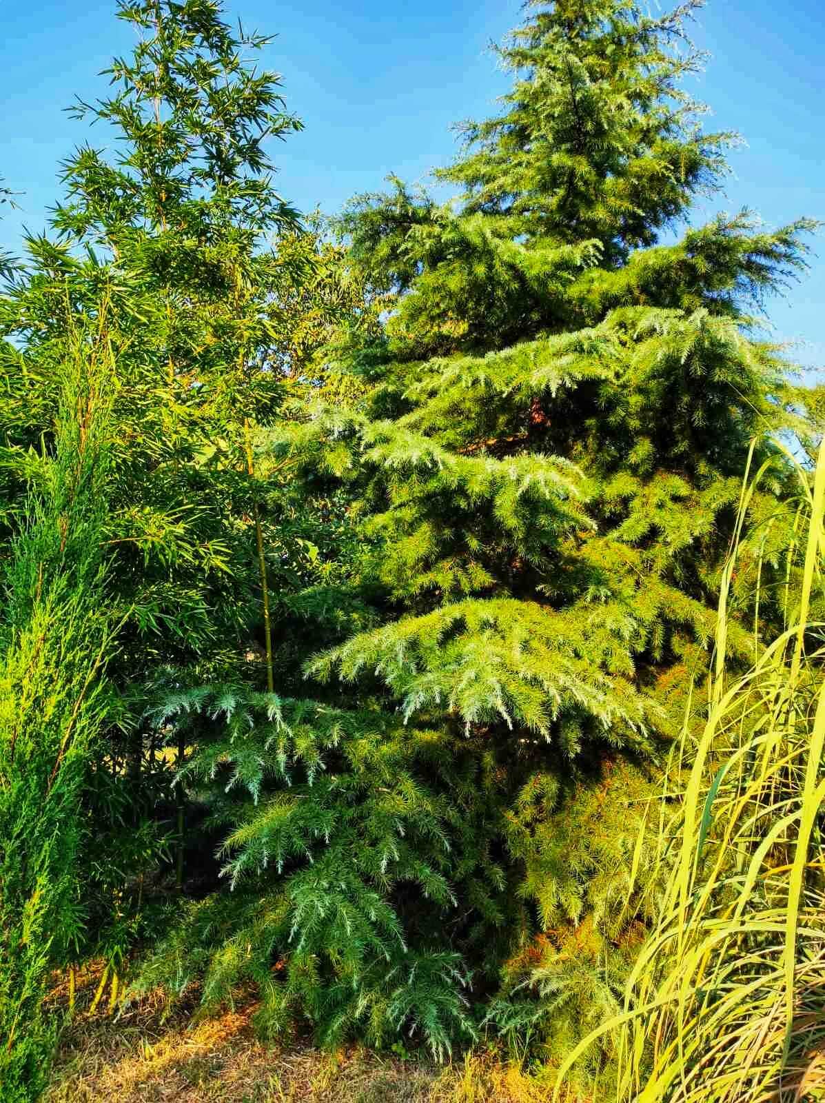 Phyllostachys dulcis